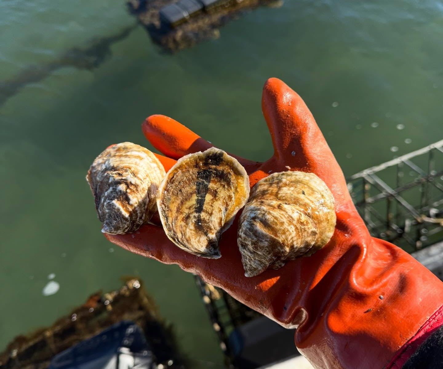 Poppy Oysters from Mashpee, MA