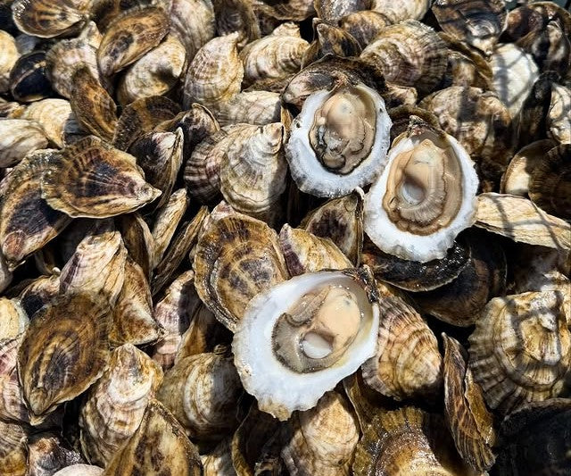 Poppy Oysters from Mashpee, MA