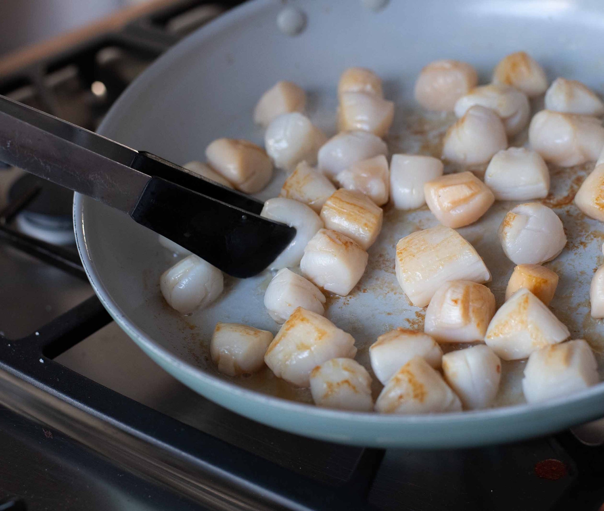 Live Wild Bay Scallops from Nantucket, MA