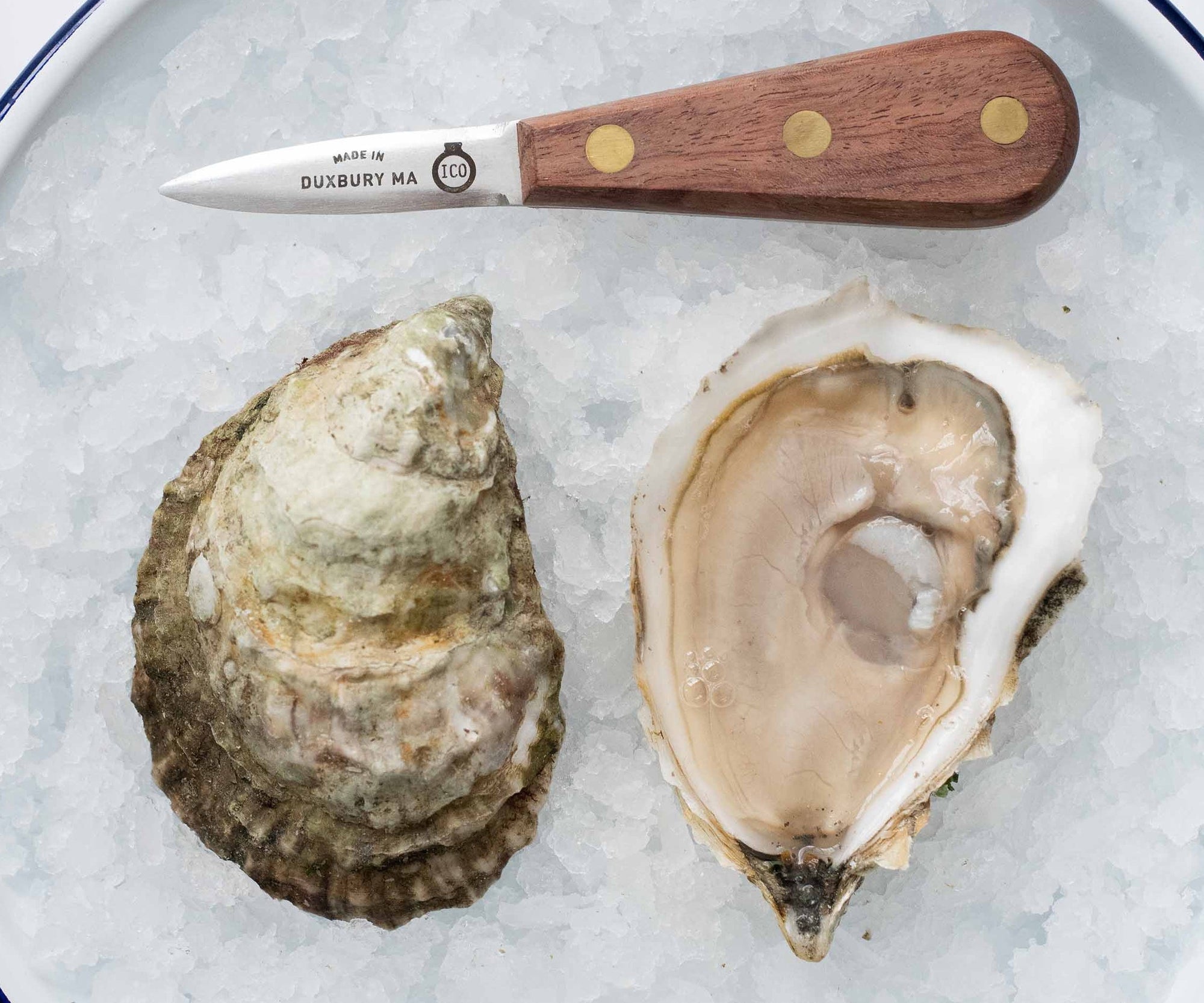 Island Creek Jumbo Oysters from Duxbury, MA