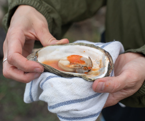 Island Creek Jumbo Oysters from Duxbury, MA - Island Creek Oysters
