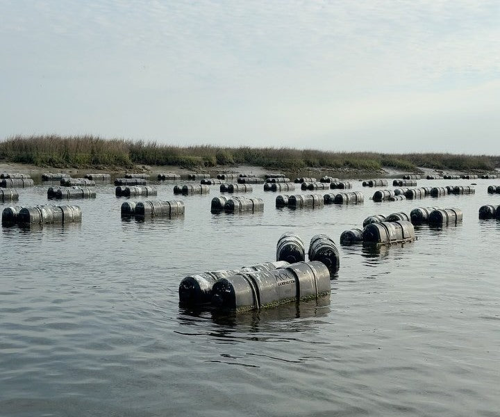 Lowcountry Cups Oysters from Green Pond, SC