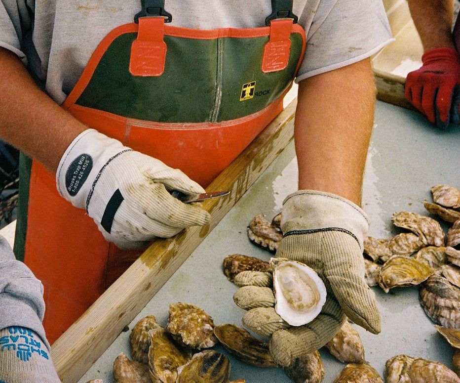 Pleasant Cove Oysters from Damariscotta, ME