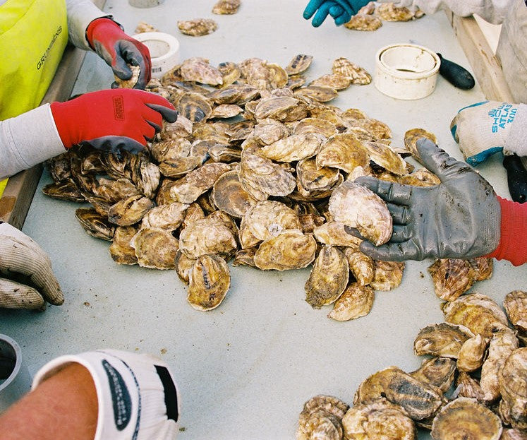 Pleasant Cove Oysters from Damariscotta, ME