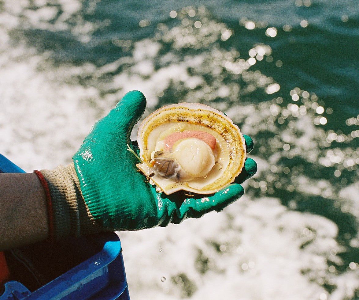 Live Sea Scallops from Penobscot Bay, ME