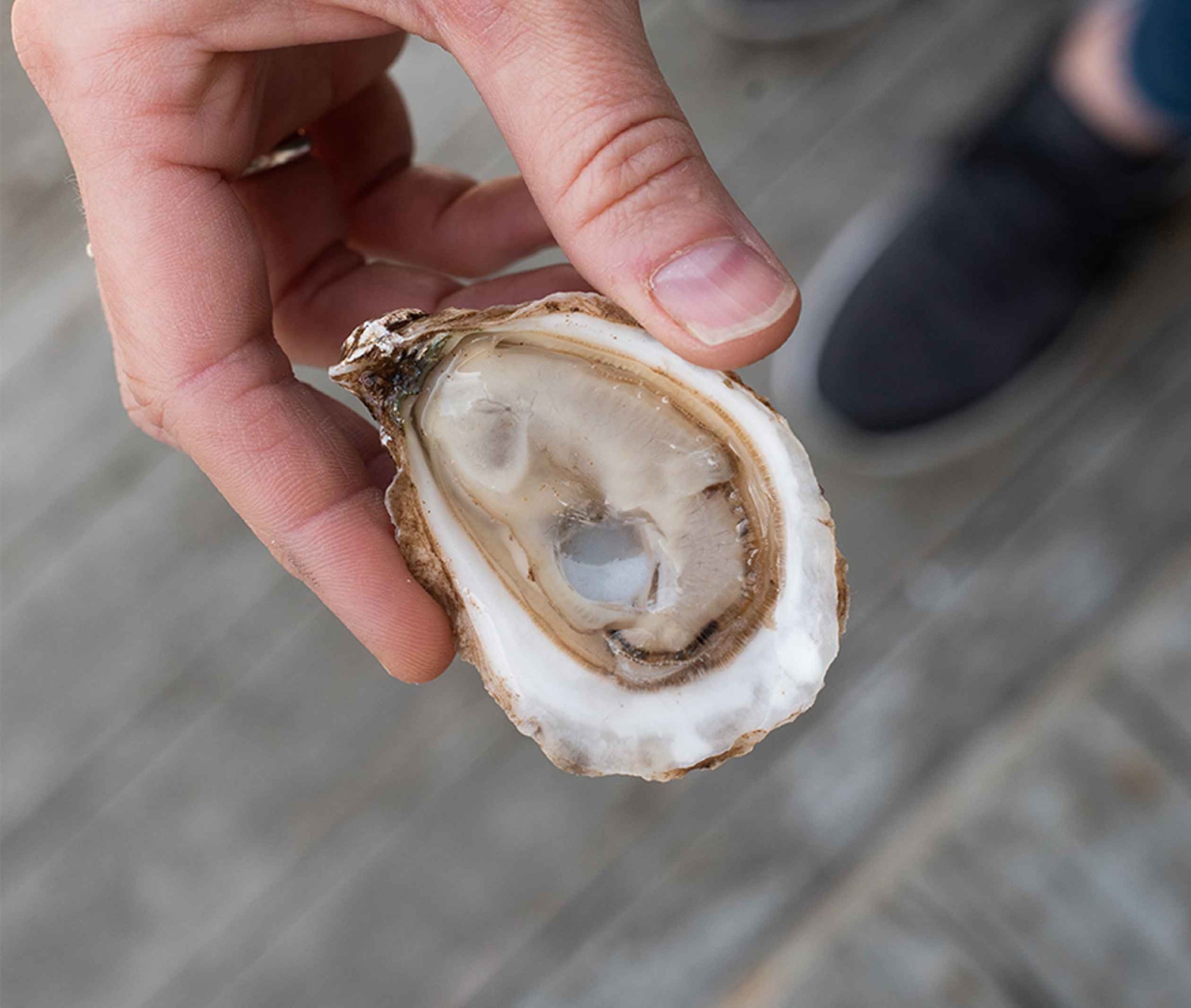 East Cape Oysters from Prince Edward Island, CAN