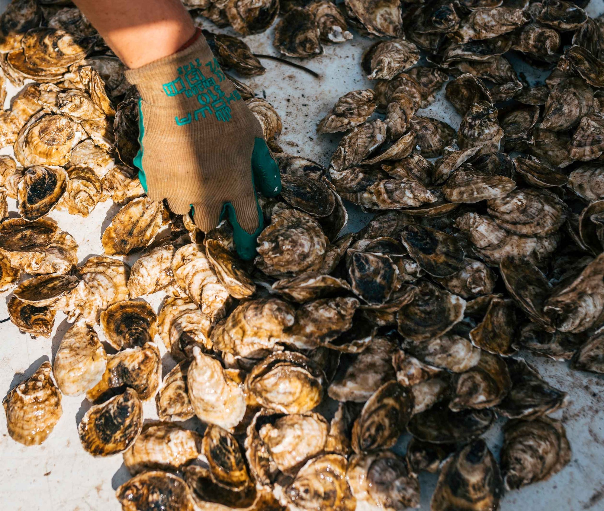 East Cape Oysters from Prince Edward Island, CAN