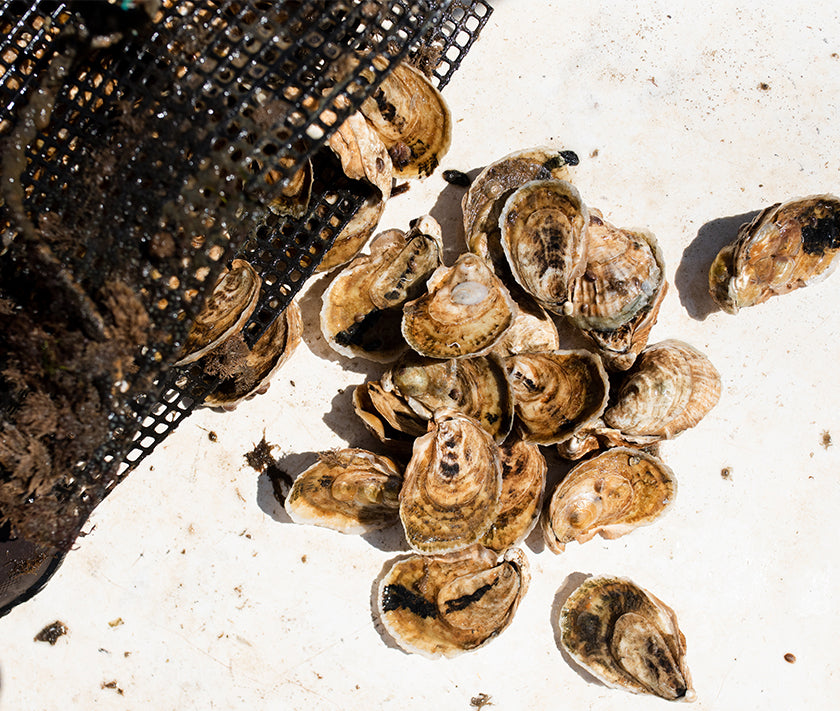 Sconticut Neck Oysters from Fairhaven, MA
