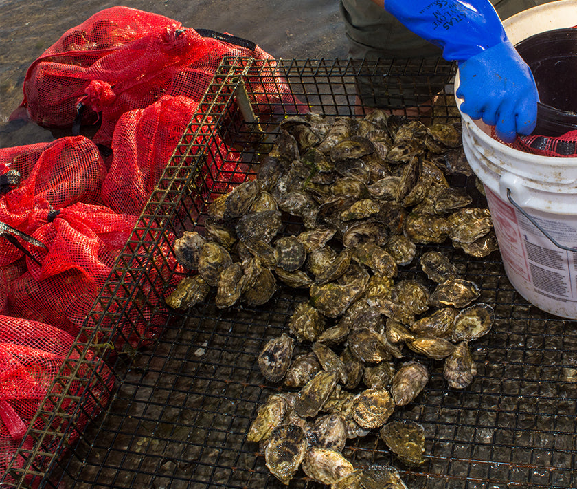 Mants Landing Oysters from Brewster, MA