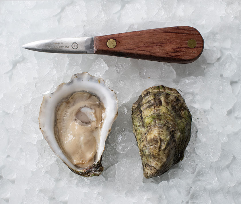 Sippican Oysters from Marion, MA