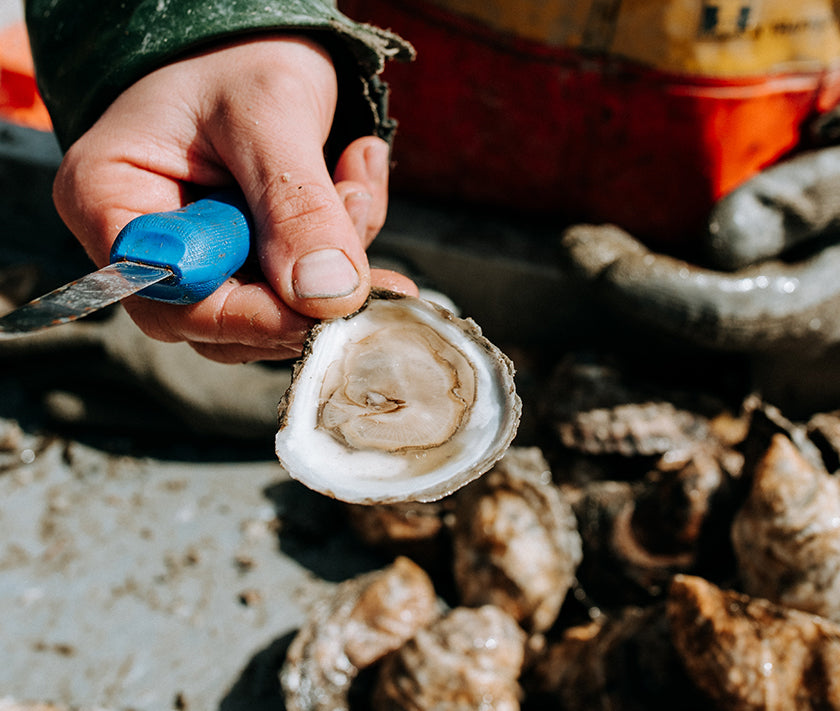Rock Island Oysters from Damariscotta River, Maine