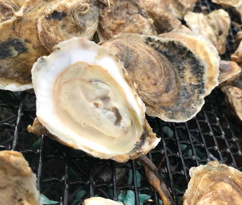 Spindrift Large Oysters from Westport, MA - 50 Count