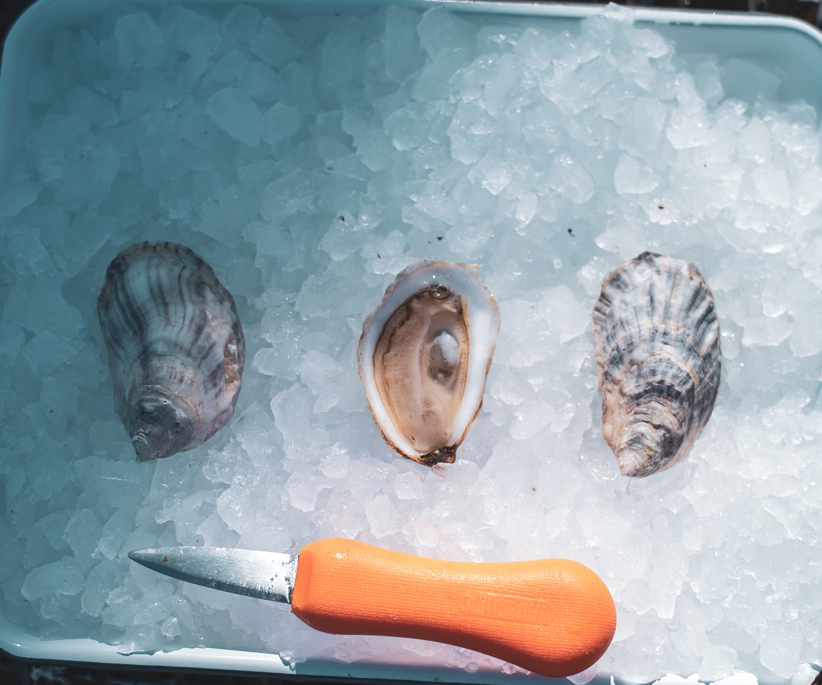 Aphrodite Oysters from South Thomaston, ME