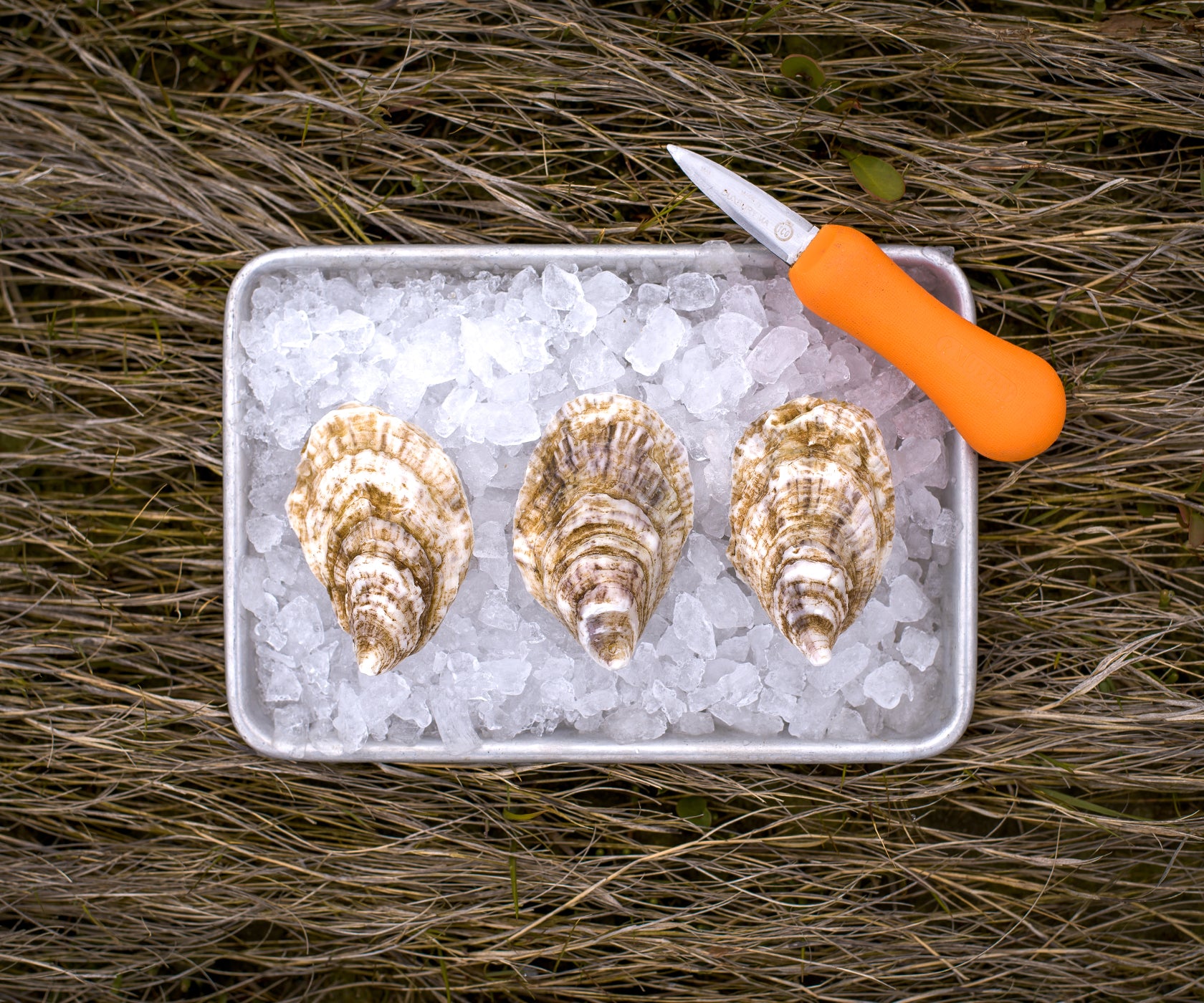 Bass Point Oysters from Nantucket, MA
