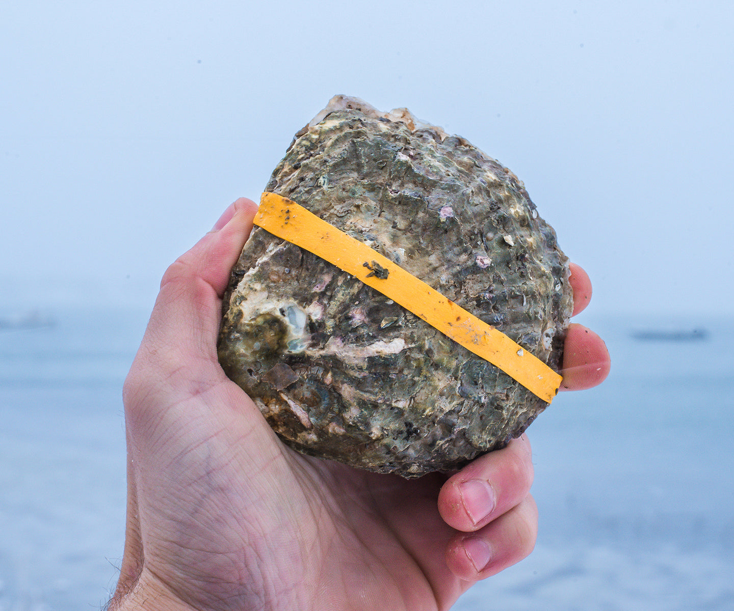 Belon Wild Oysters from Harpswell, ME Island Creek Oysters Buy