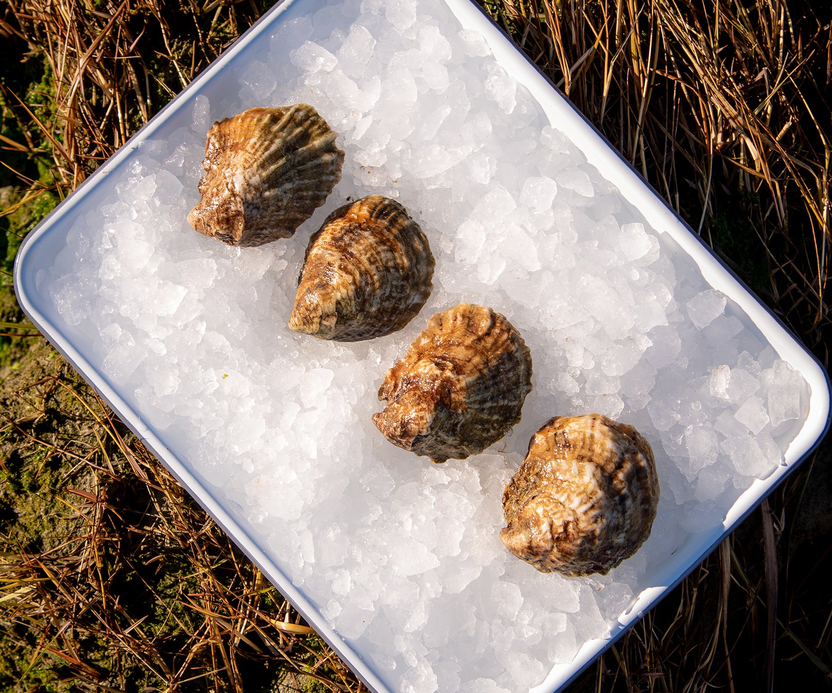 Breakwater Oysters from Portsmouth, RI
