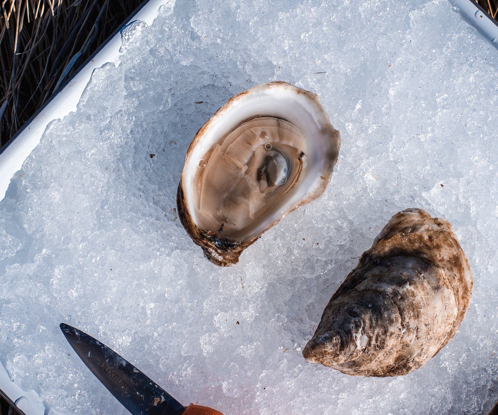 Fortune Oysters from Nova Scotia, CAN