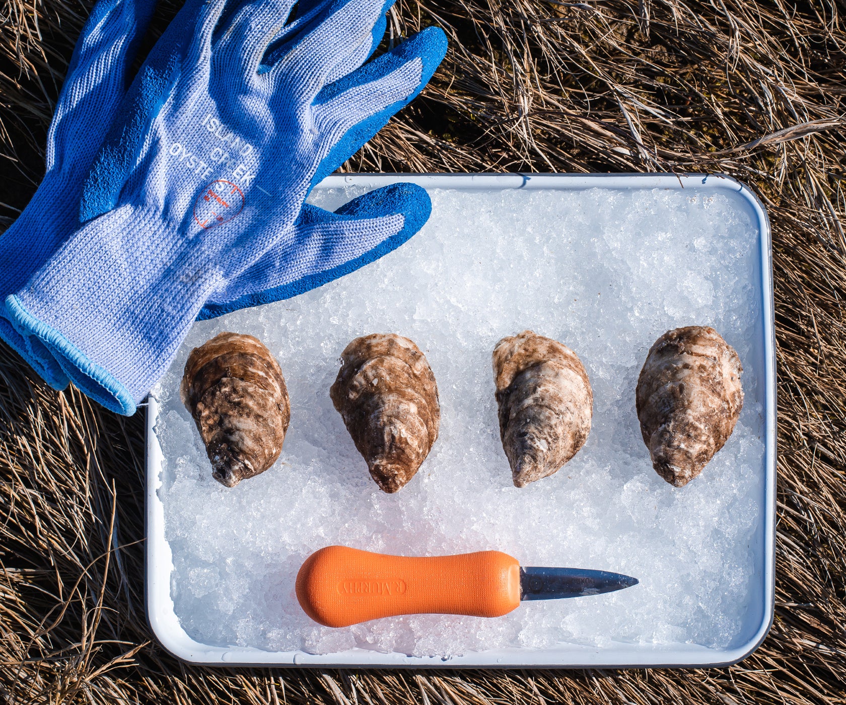 Fortune Oysters from Nova Scotia, CAN