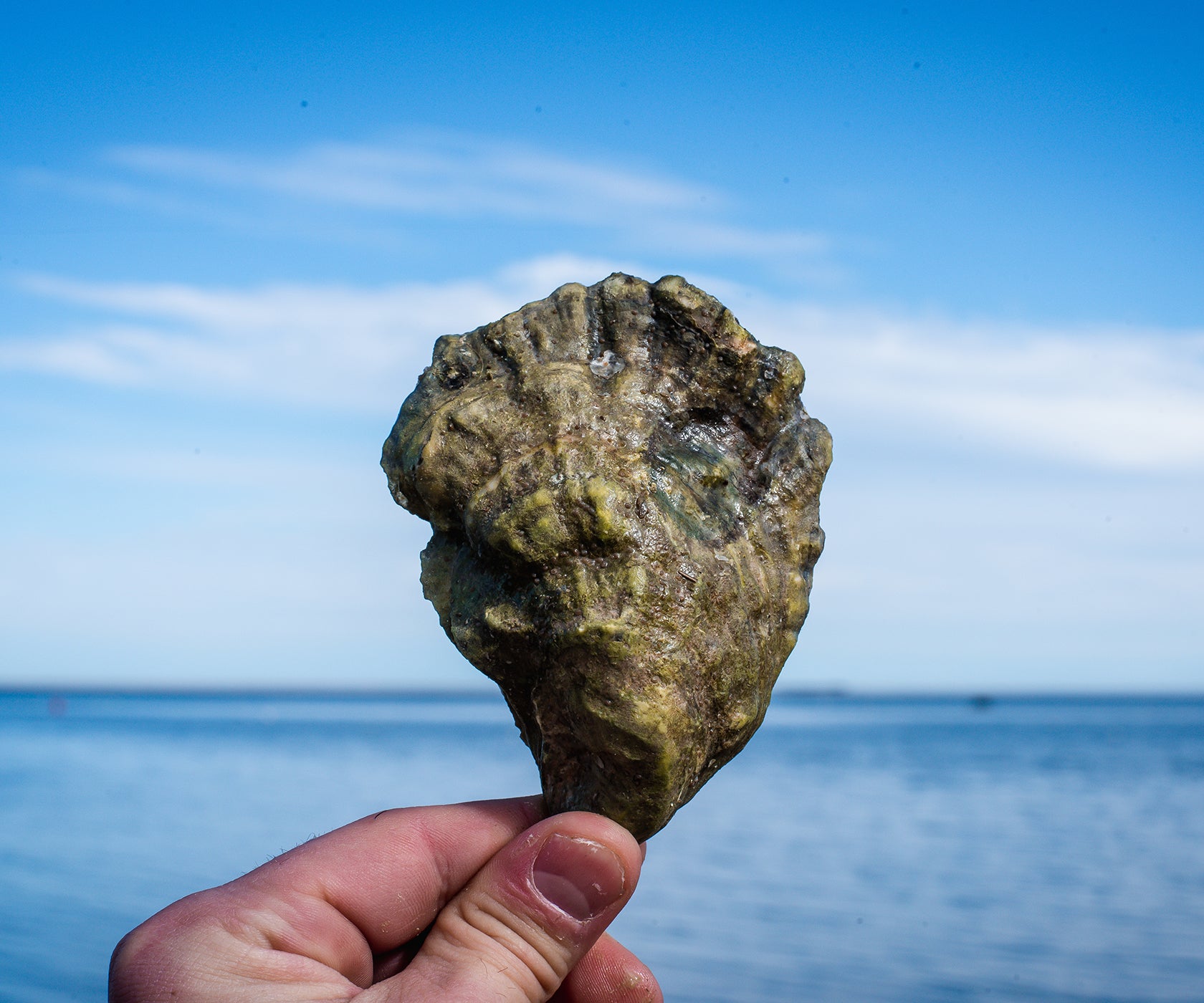 Nonesuch Emerald Oysters from Scarborough, ME