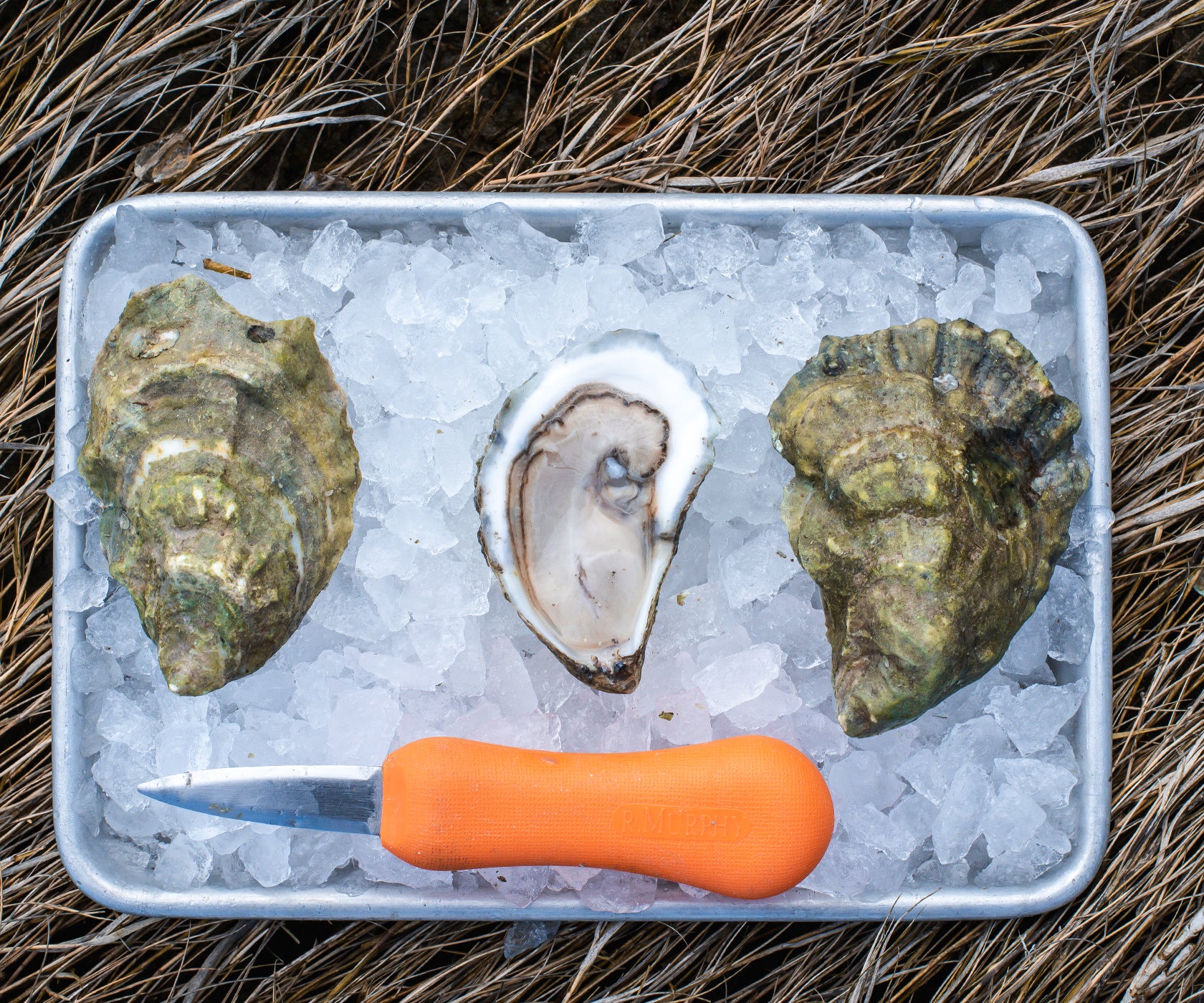 Nonesuch Emerald Oysters from Scarborough, ME Island Creek Oysters