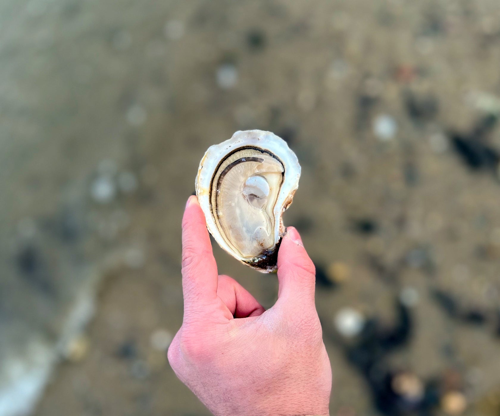 Northern Belle Oysters from Prince Edward Island, CAN
