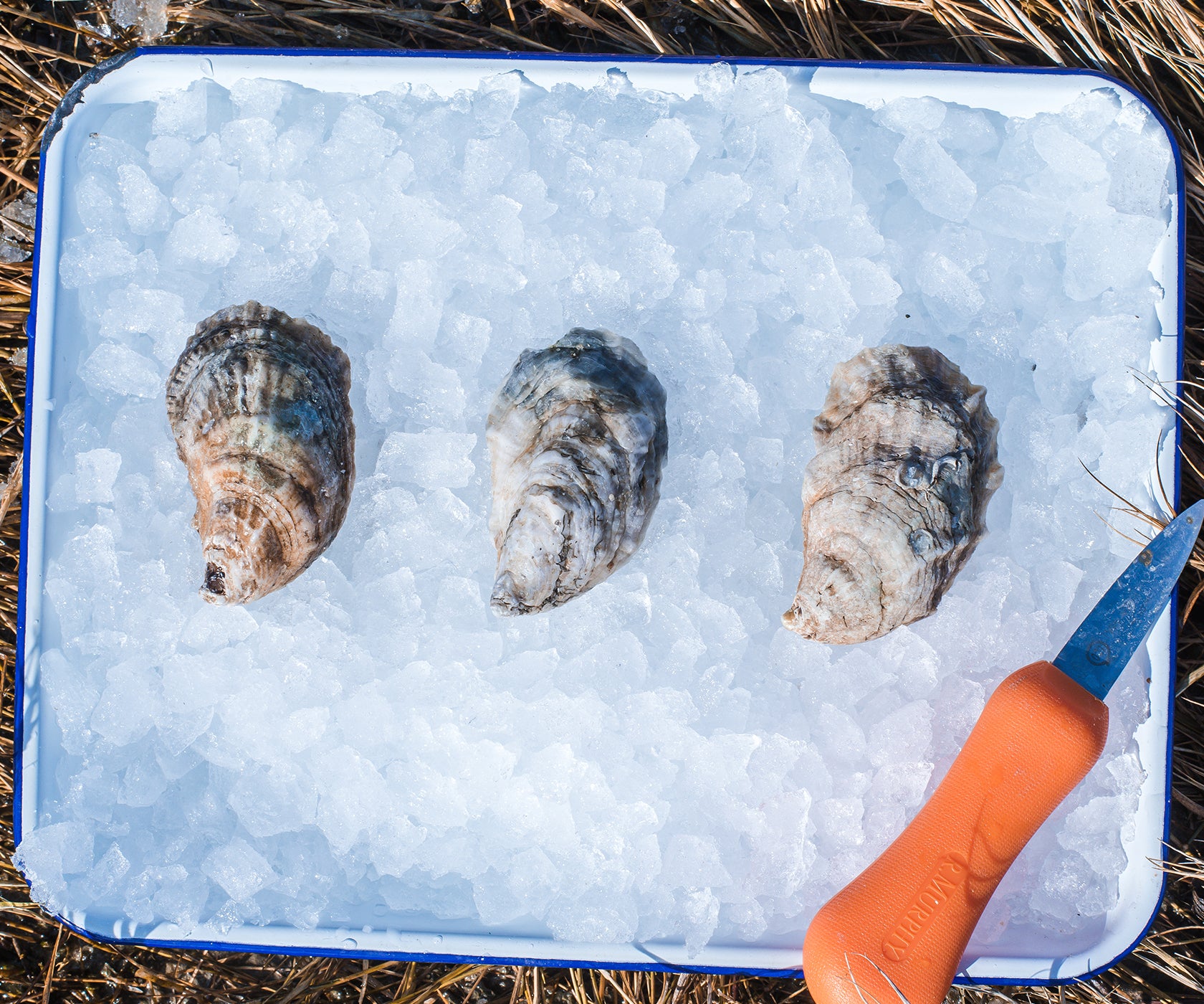Northern Cross Oysters from Fisherman’s Island, VA