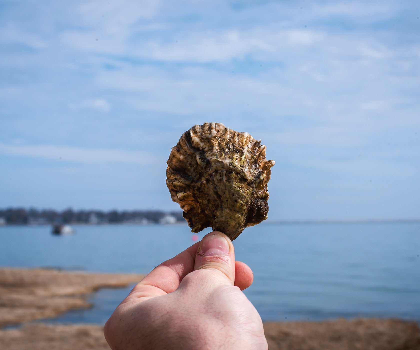 Peter's Point Oysters from Onset, MA