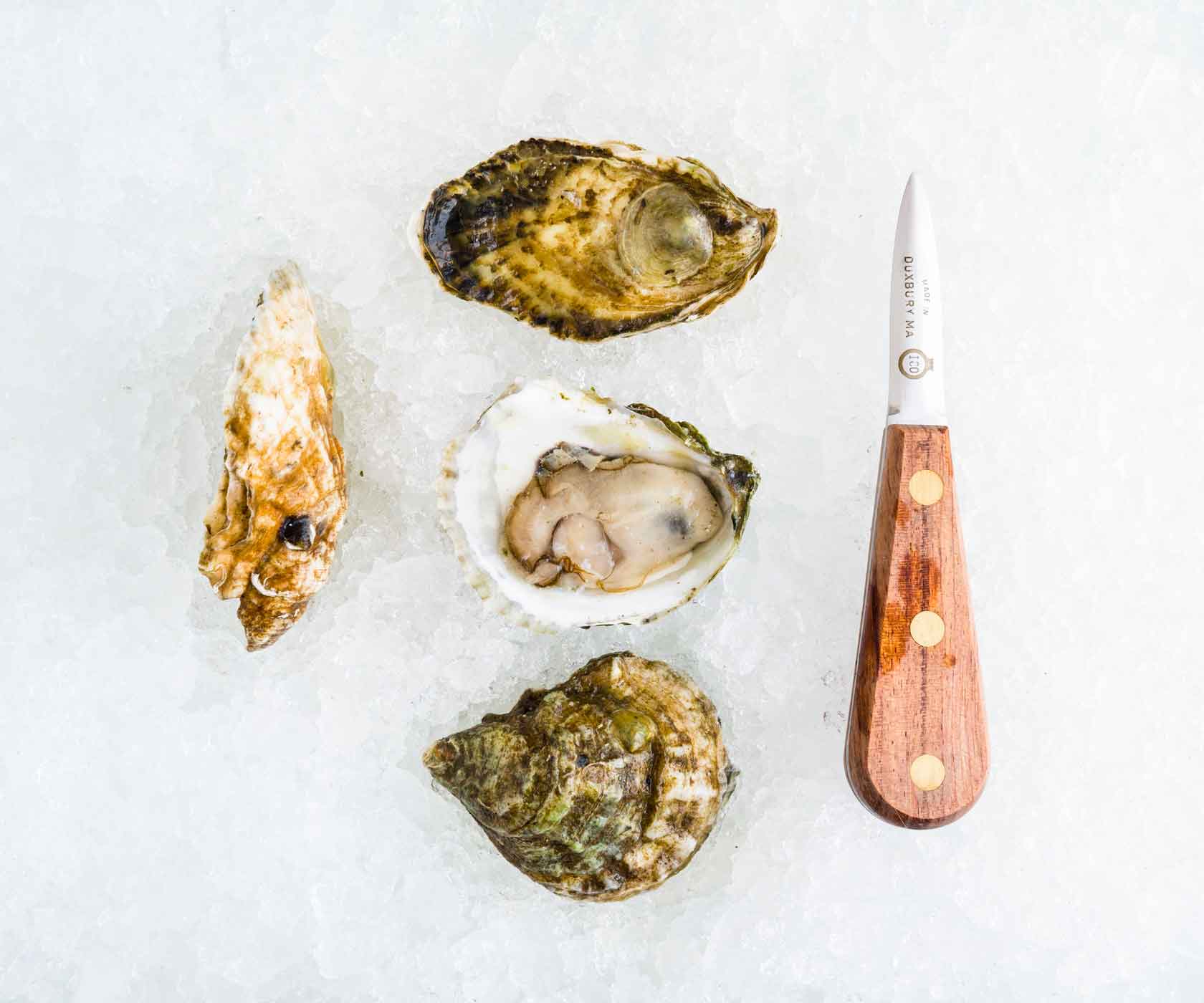 Puffer Oysters from Wellfleet, MA