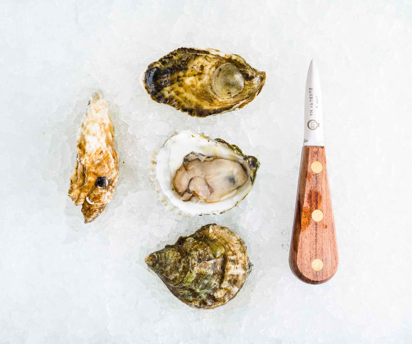 Puffer Oysters from Wellfleet, MA Island Creek Oysters Buy Oysters Online Buy Caviar Online