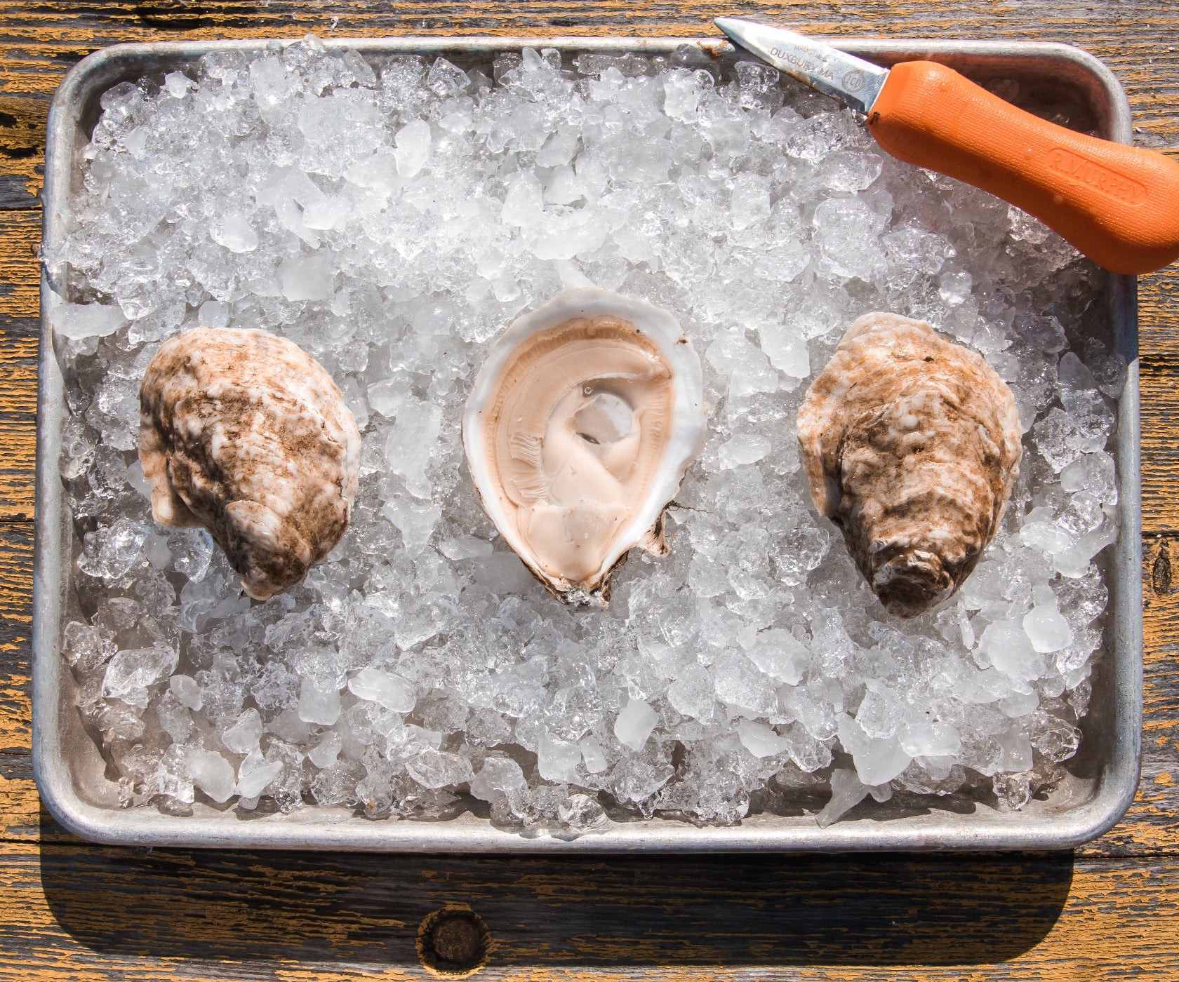 Robinhood Cove Large Oysters from Island, ME Island Creek