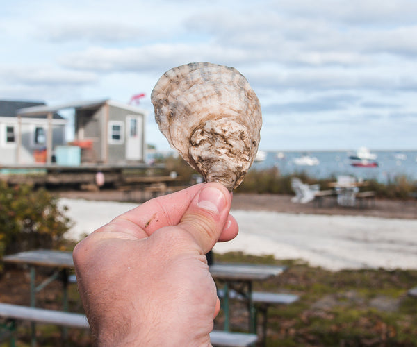 Saltwind Oysters from Scarborough, ME Island Creek Oysters Buy