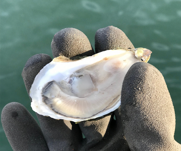 Real pearl oysters for sale on sale