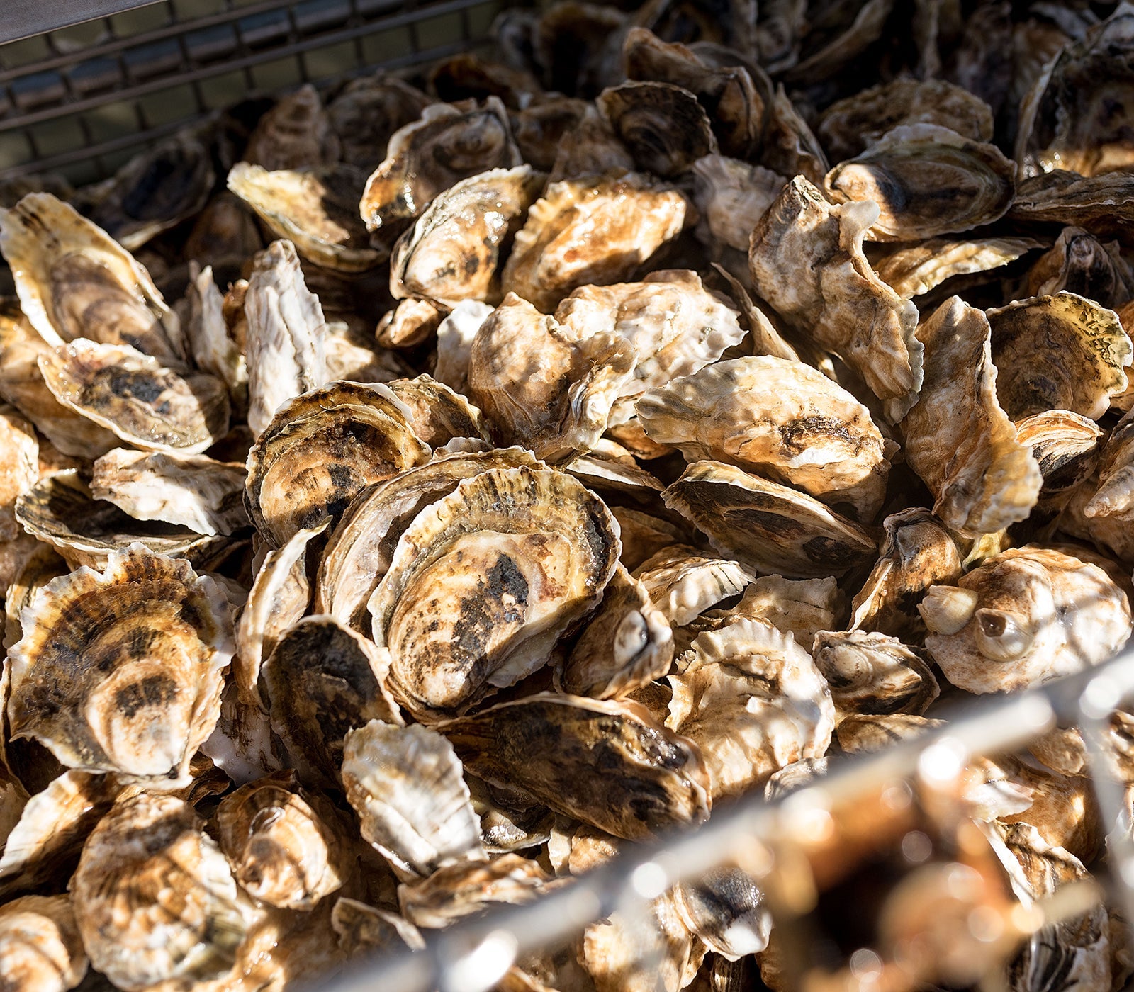 Sweet Neck Oysters from Martha's Vineyard, MA