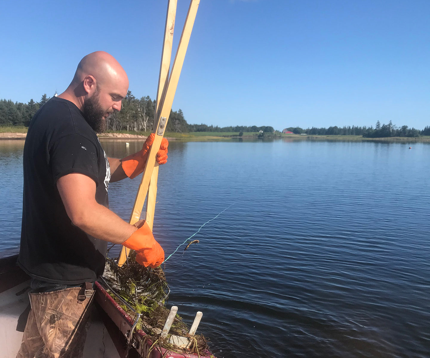 Valley Pearl Oysters from Tyne Valley, PEI, CAN Island Creek Oysters