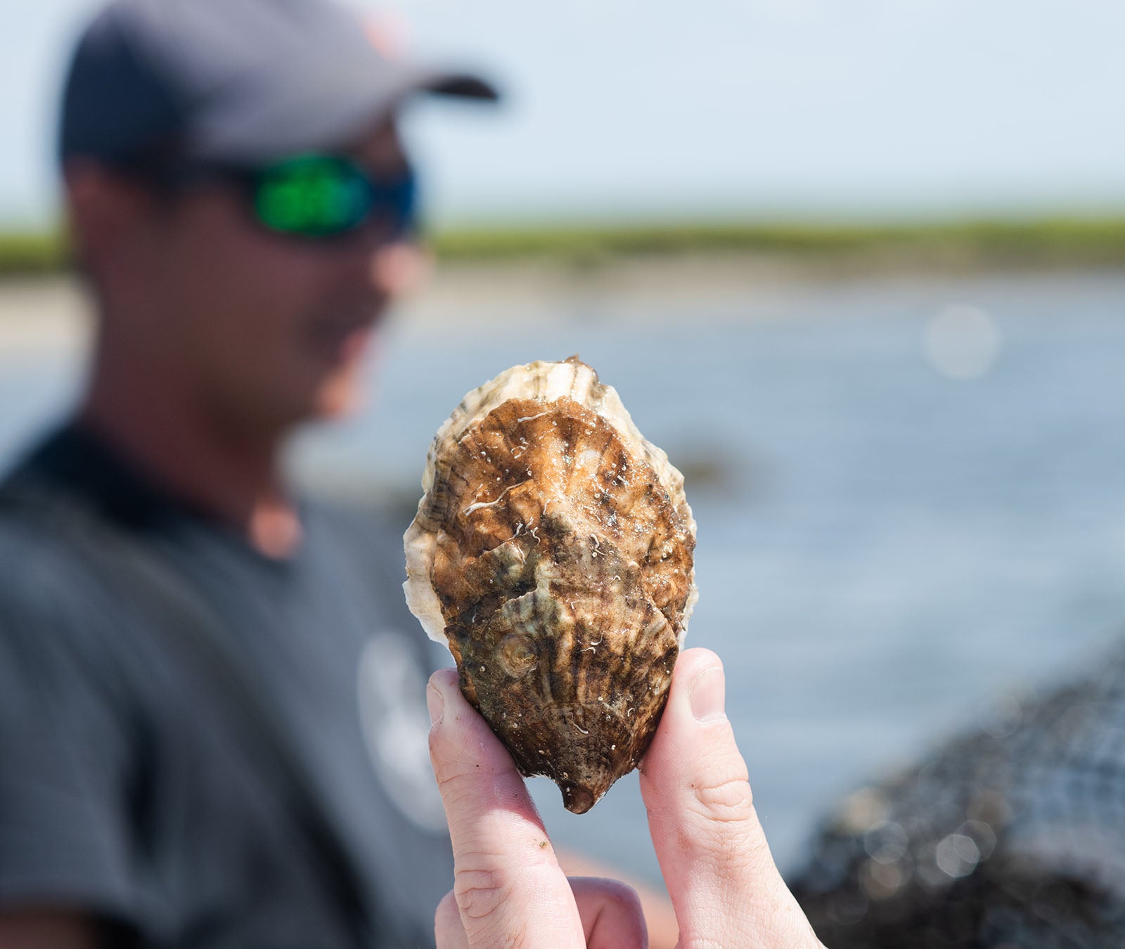 Sconticut Neck Oysters from Fairhaven, MA