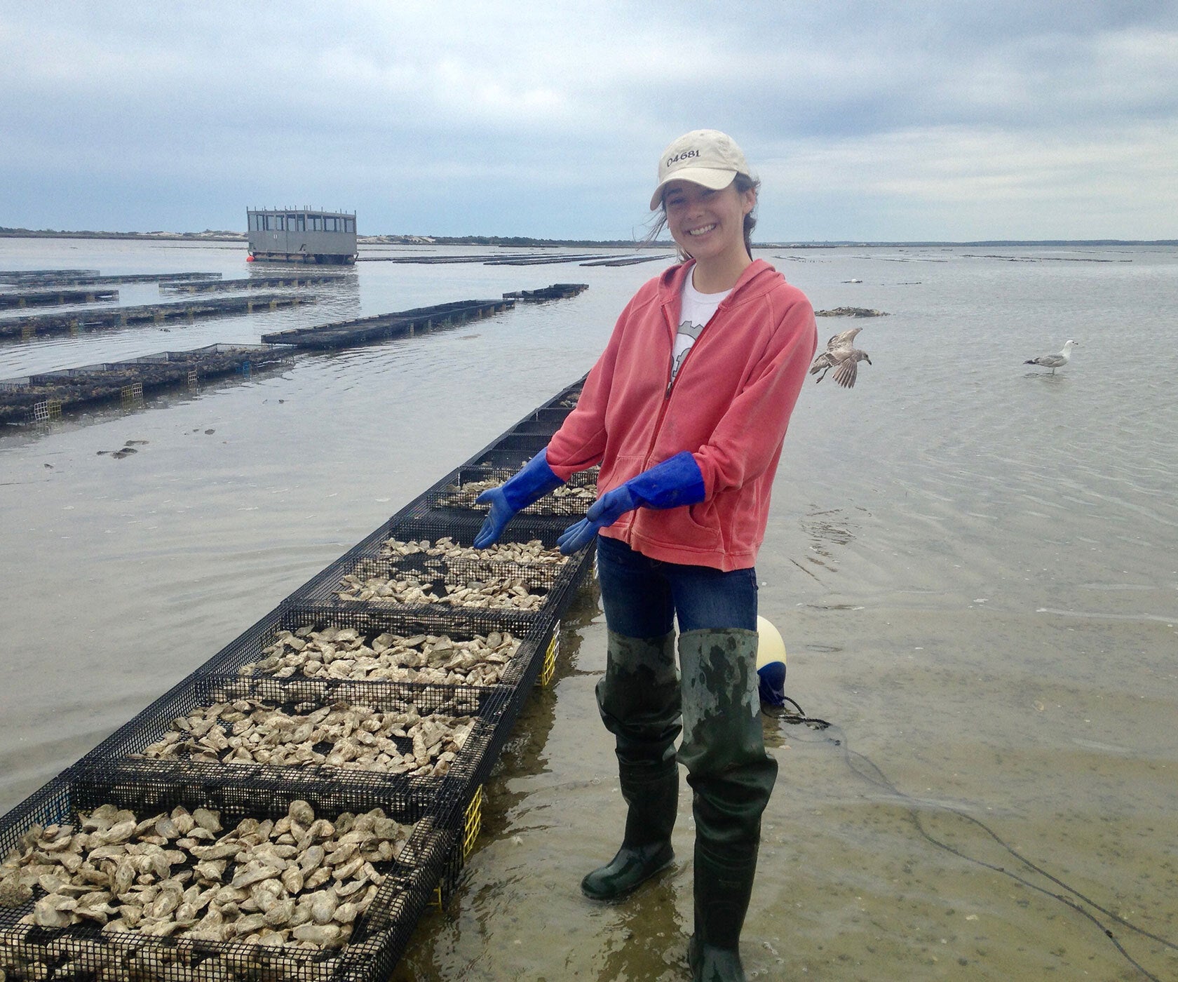 Spring Creek Oysters from Barnstable, MA