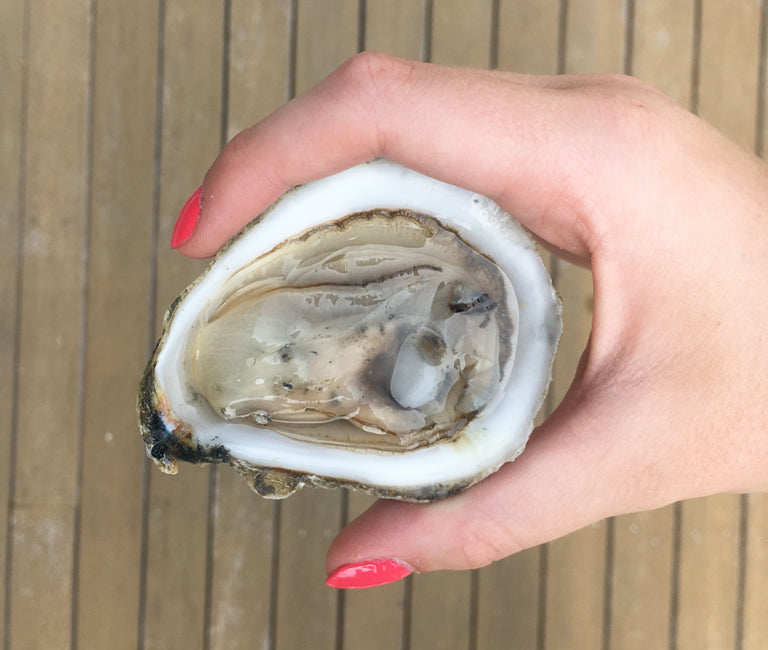 Pemaquid Oysters from Damariscotta, ME