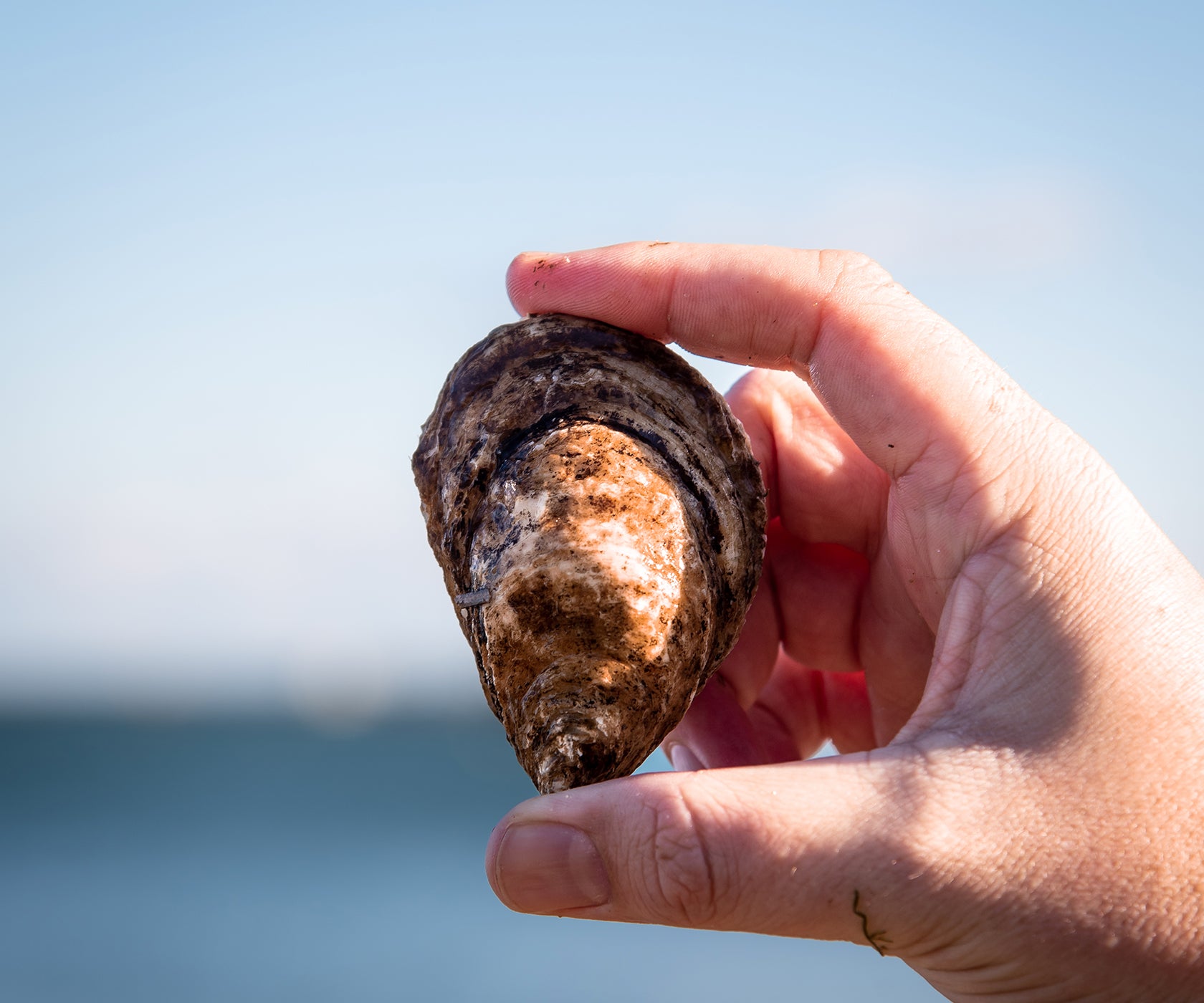 Valley Pearl Oysters from Tyne Valley, PEI, CAN