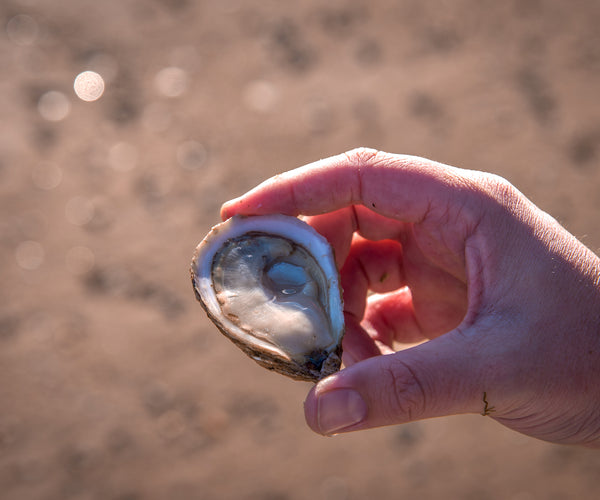 Valley Pearl Oysters from Tyne Valley, PEI, CAN Island Creek Oysters