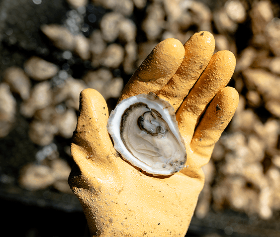 Joly Oysters Petites | Cape Cod Joly Oysters from Dennis, MA Joly Oysters Petites | Cape Cod Joly Oysters from Dennis, MA