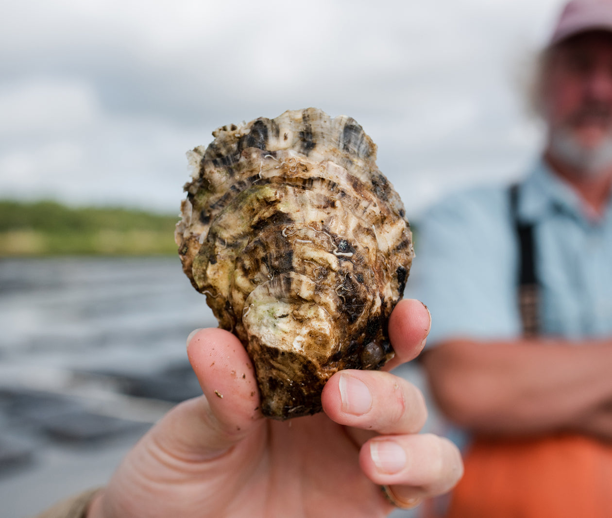 Sippican Oysters from Marion, MA
