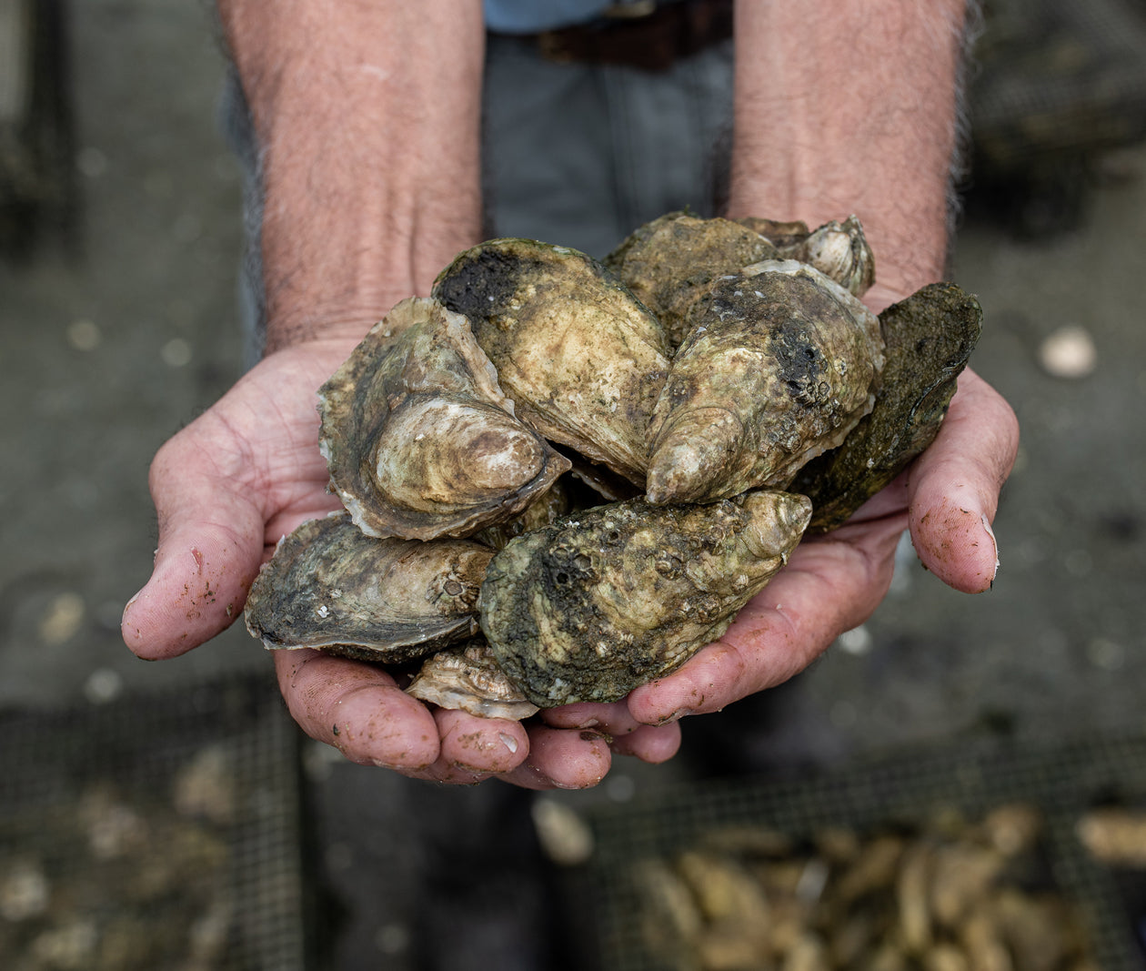 Paines Creek Oysters from Brewster, MA