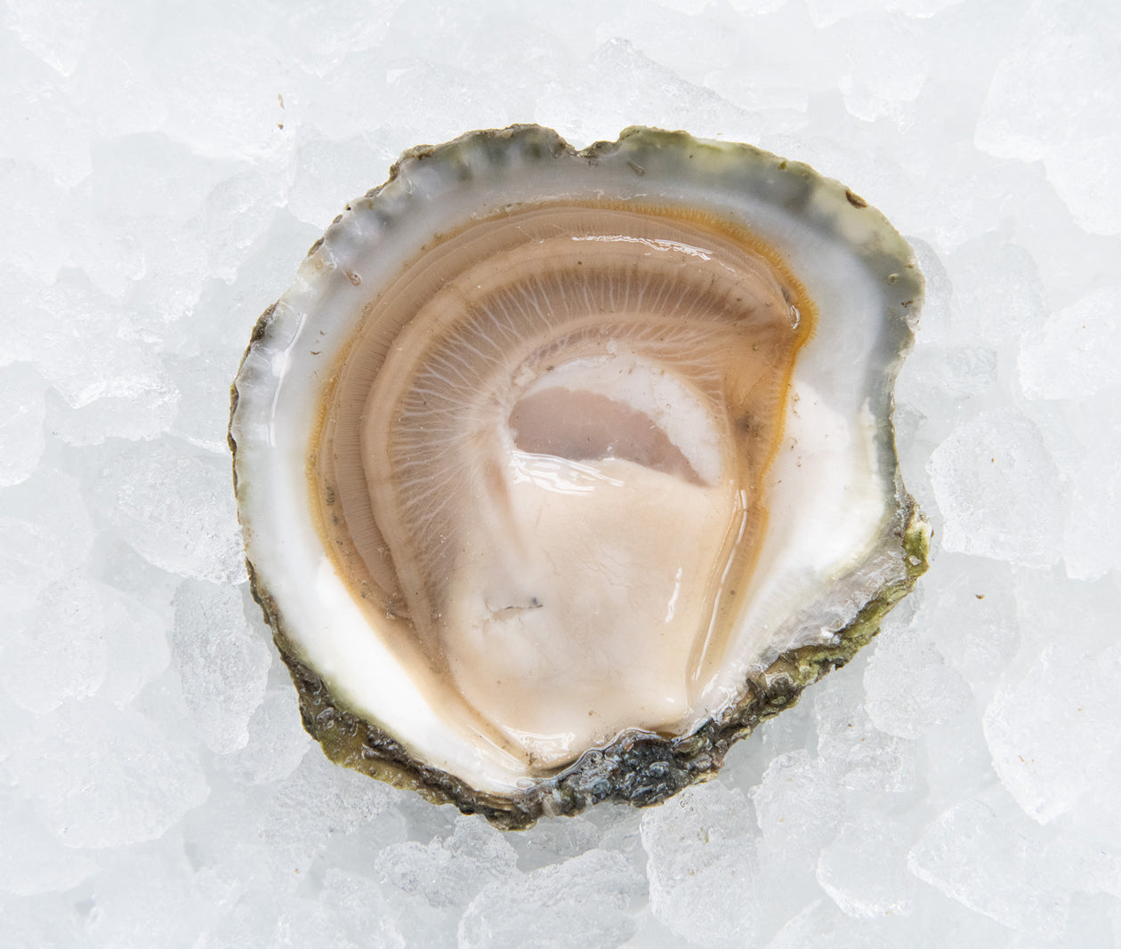 Belon Wild Oysters from Harpswell, ME