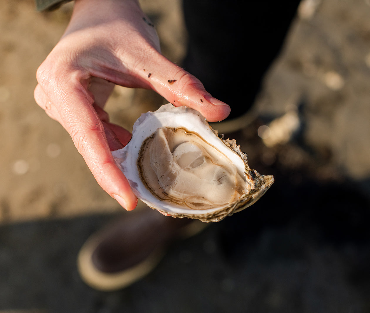 Moon Shoal Oysters from Barnstable, MA