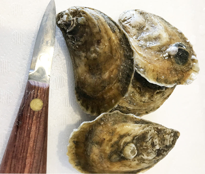 Northern Cross Oysters from Fisherman’s Island, VA