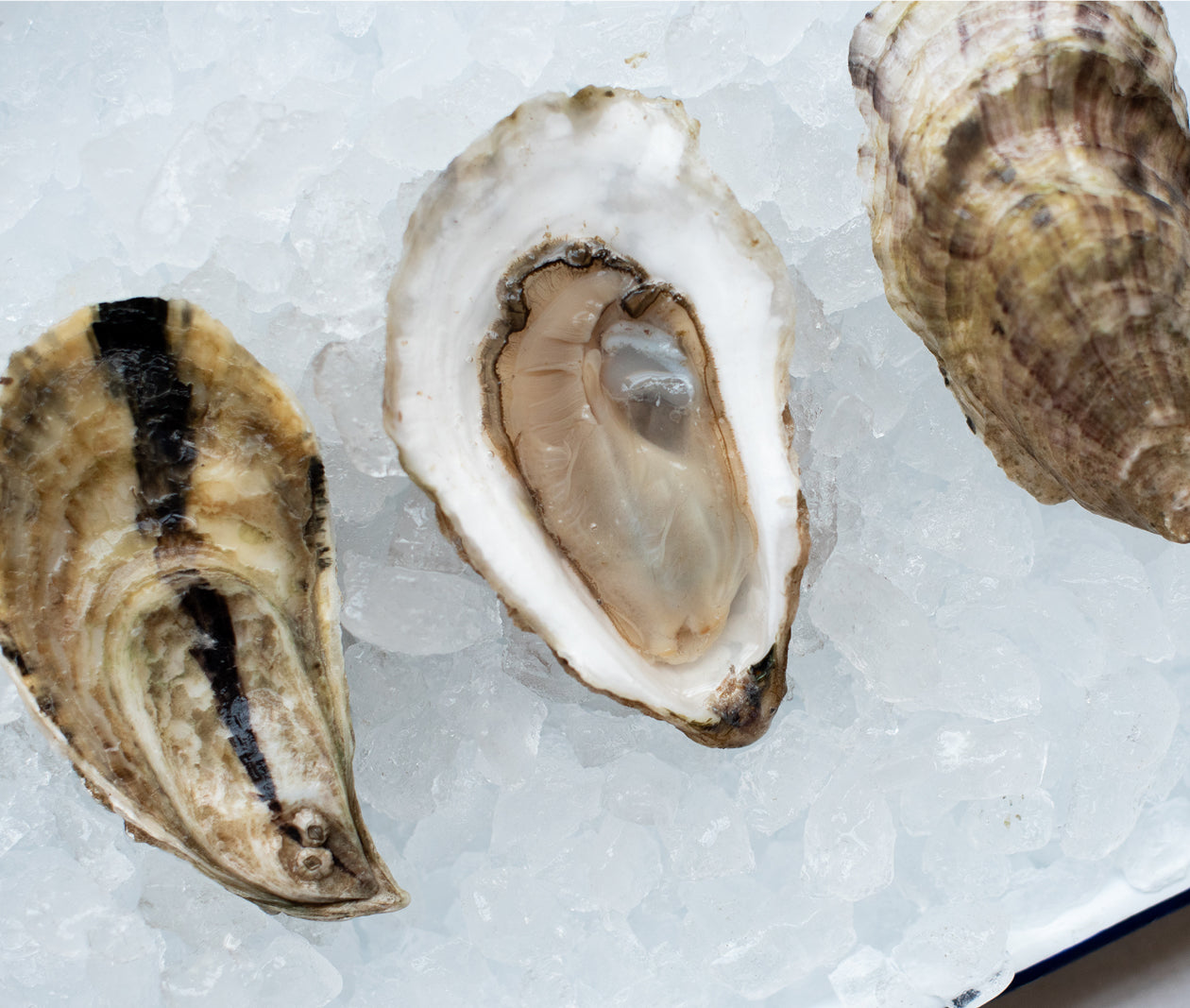 Mill Creek Oysters from Yarmouthport, MA