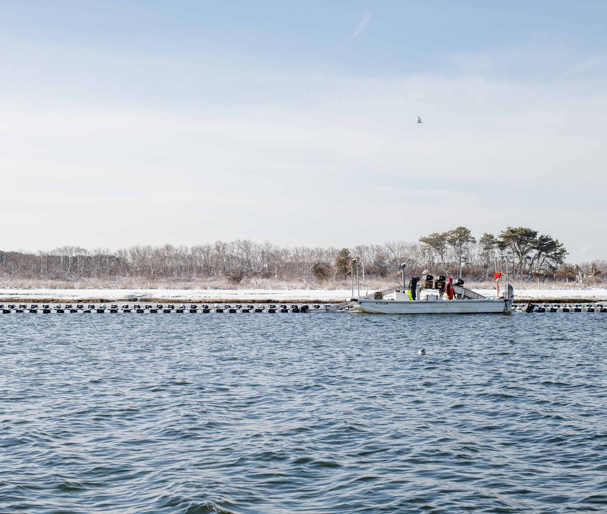 Riptide Oysters from Westport, MA