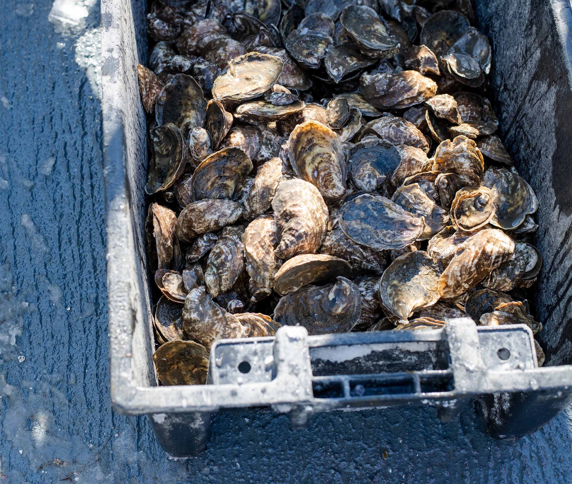 Riptide Oysters from Westport, MA