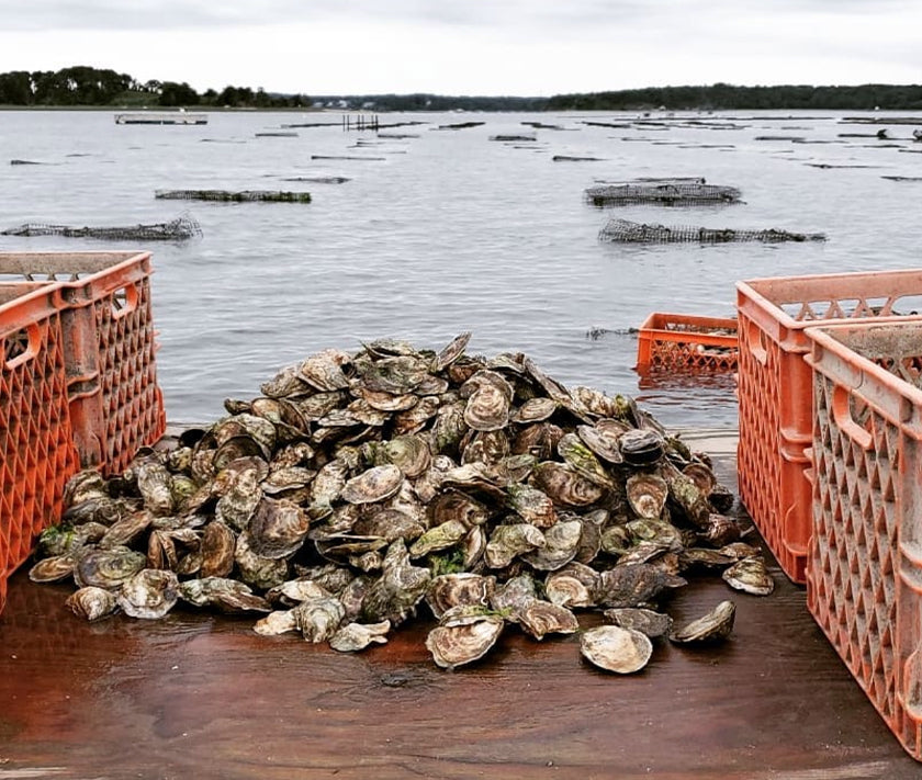 Pleasant Bay Oysters from Orleans, MA