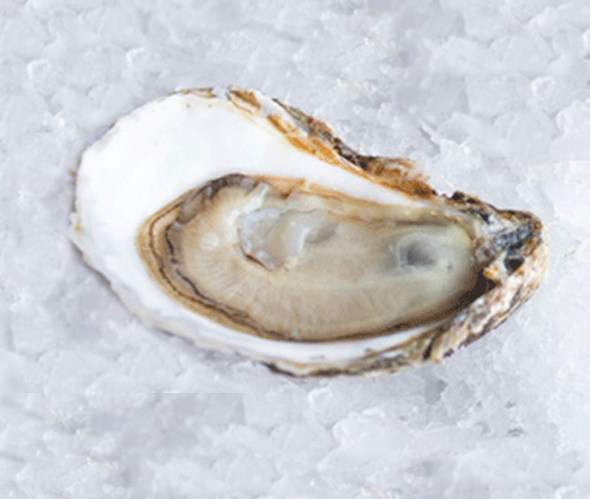 Pleasant Bay Oysters from Orleans, MA